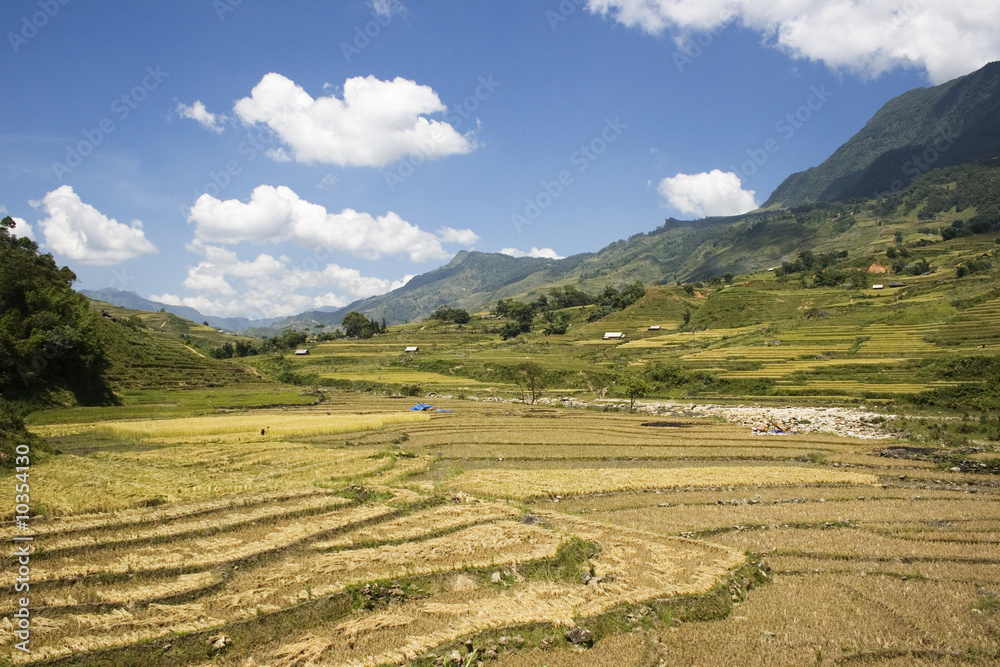 Rice valley