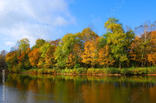 colorful fresh autumnal forest under blue sky
