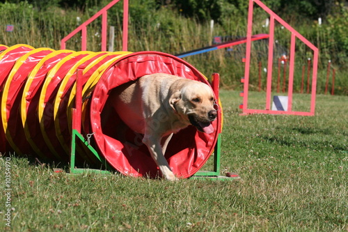 la labrador sortant du tunnel pendant son exercice d'agility