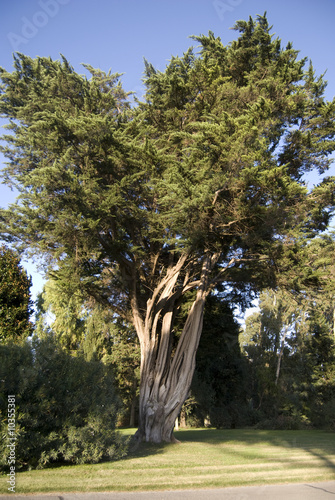 albero