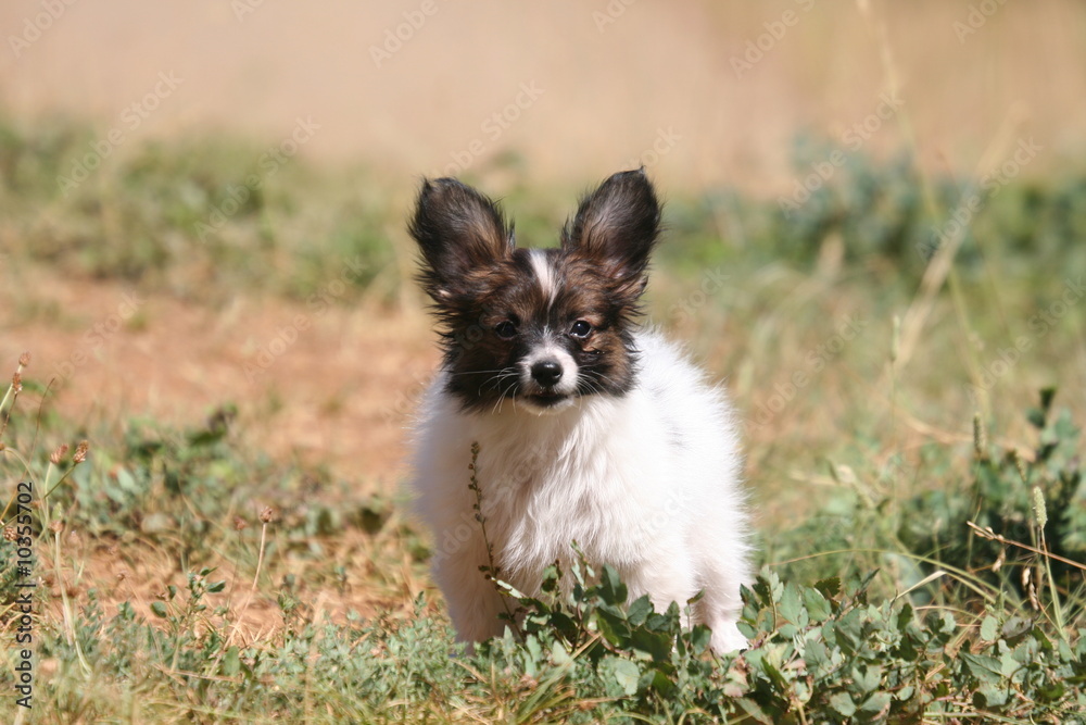 un jeune epagneul papillon abandonné dans un champ un jeune epagneul papillon abandonné dans un champ