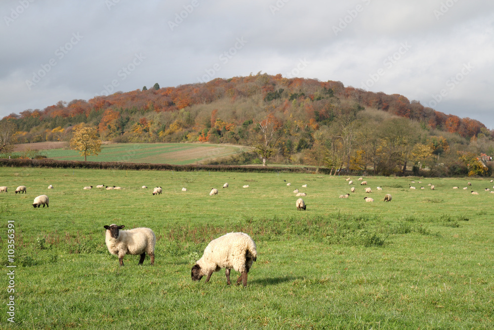 Fototapeta premium An English Rural Landscape with grazing sheep