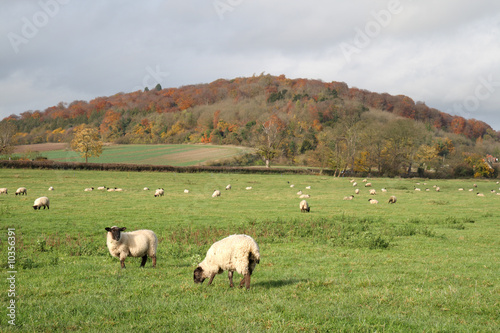 An English Rural Landscape with grazing sheep
