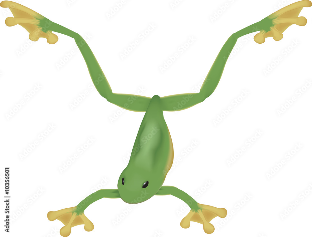 Fototapeta premium Frog illustration jumping or leaping into the air