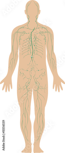 illustration of the human immune system