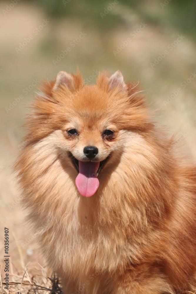 spitz nain vu de près spitz nain vu de près