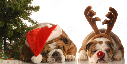 bulldog santa and bulldog rudolph under christmas tree photo
