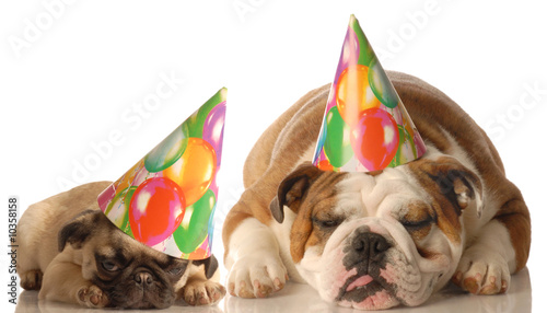 bulldog and pug puppy wearing birthday hat