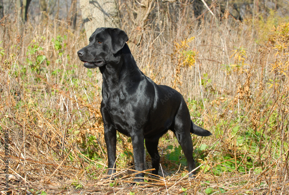 Fototapeta premium black labrador retriever in the woods in the autumn season