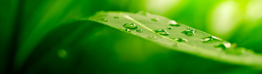 Wandcirkels Lente Groen blad met natuurlijke achtergrond  © Olivier Le Moal