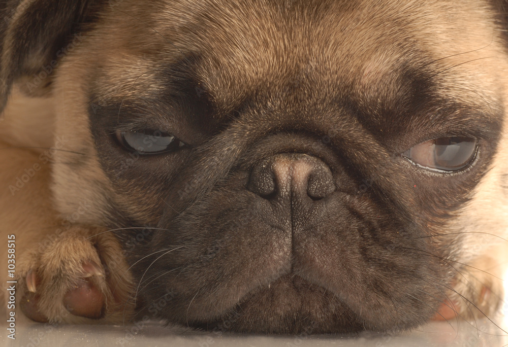 close up of fawn pug puppy face
