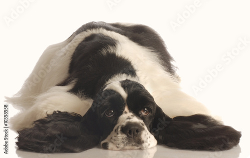 Quadro su tela black and white american cocker spaniel lying down