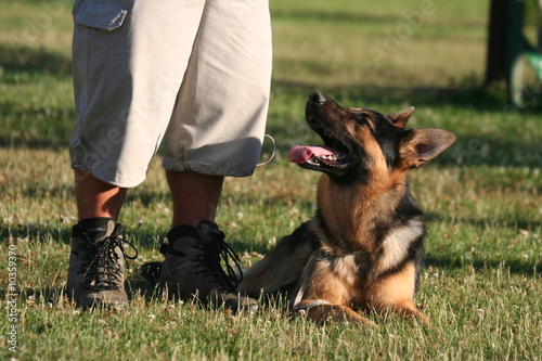 le chien couché sage aux pieds de son maitre