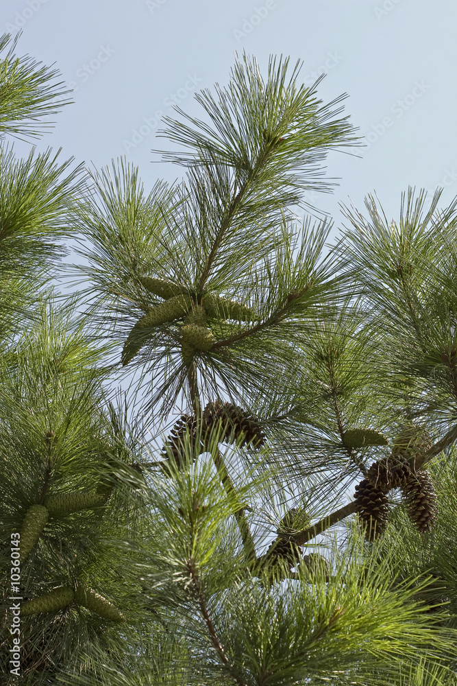 Pine-tree (Pinus brutia): cones