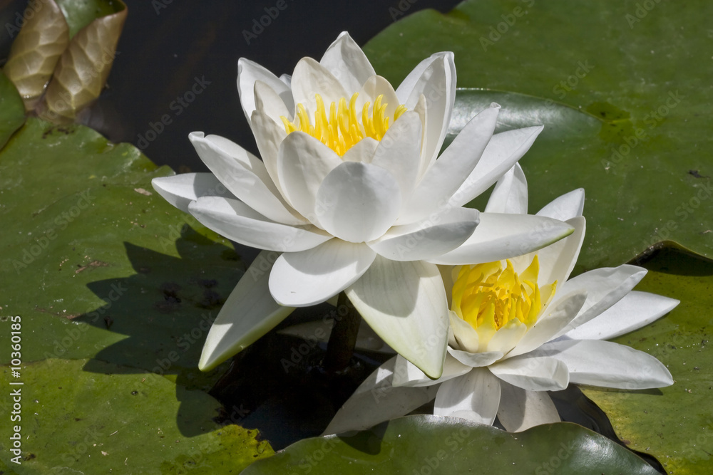Two water-lilies