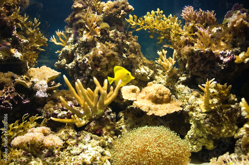 sea water aquarium with corals and fish