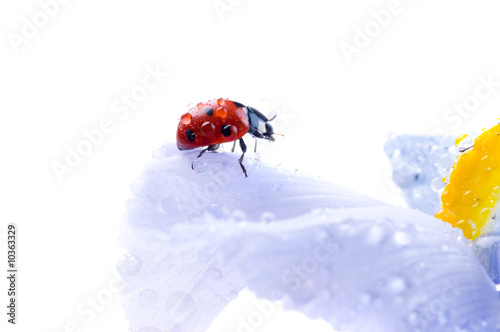 flower petal with ladybug