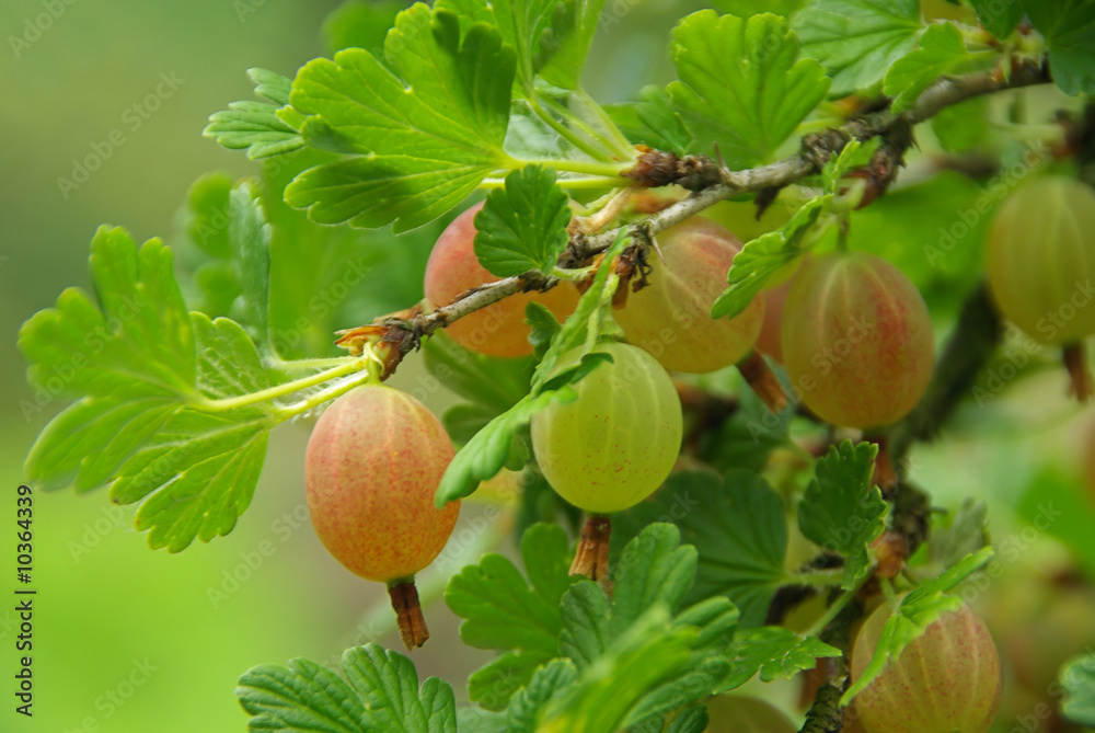 Obraz premium Stachelbeere - Gooseberry 01