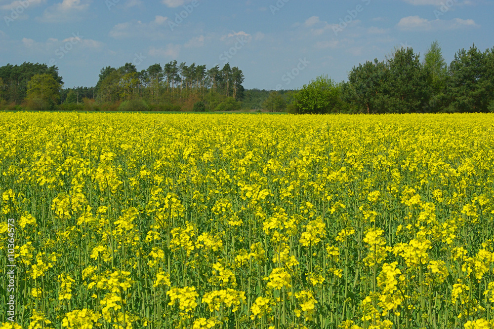 Raps -  Rapeseed 11