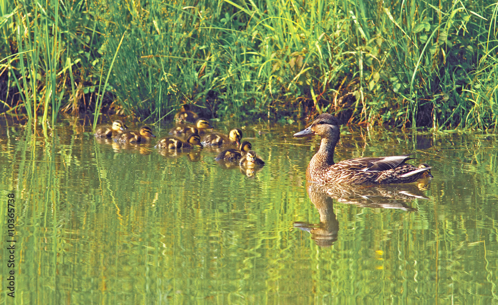 family of ducks summing on a lake family of ducks summing on a lake