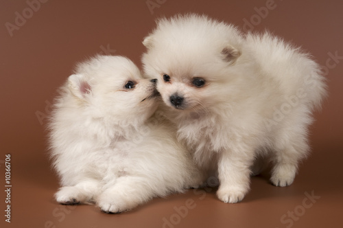 puppies of the spitz-dog in studio © Ulf