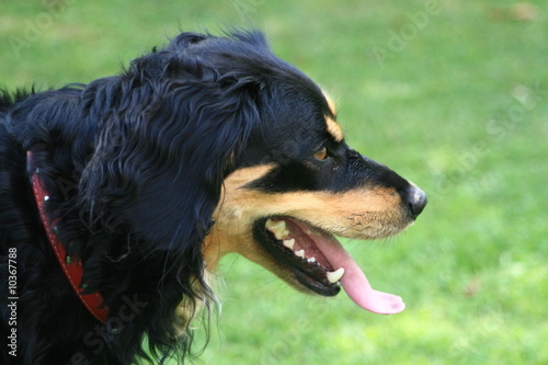Black dog