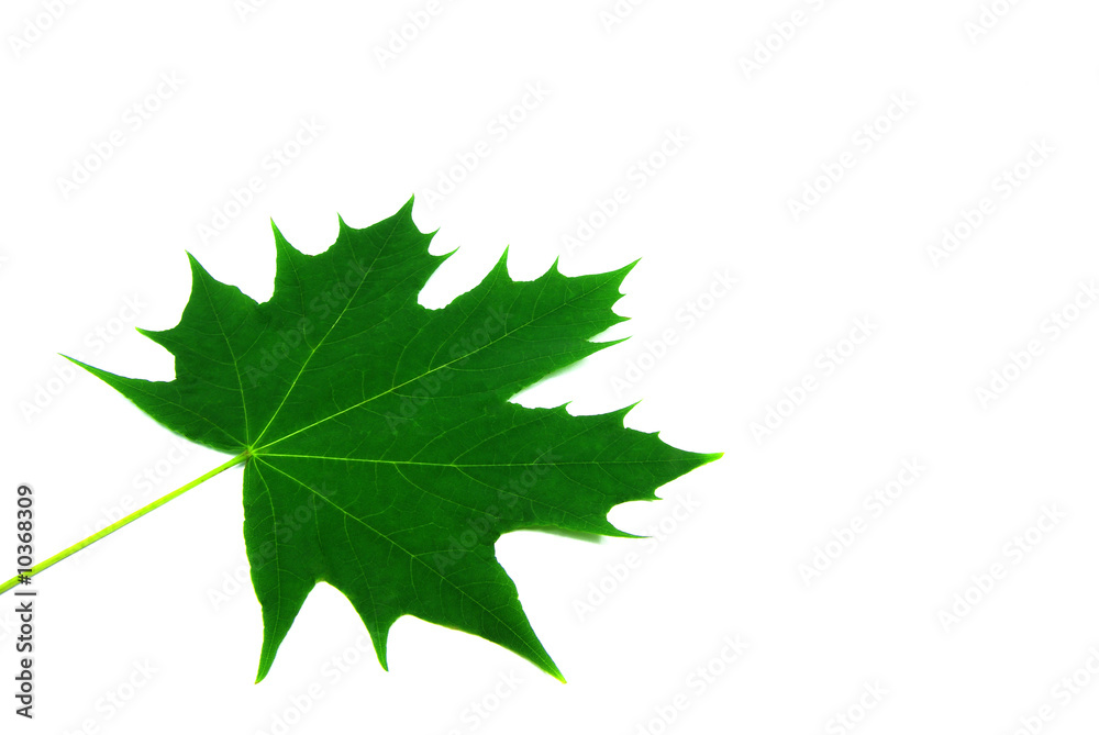 View of a Maple leaf over a white background. View of a Maple leaf over a white background.
