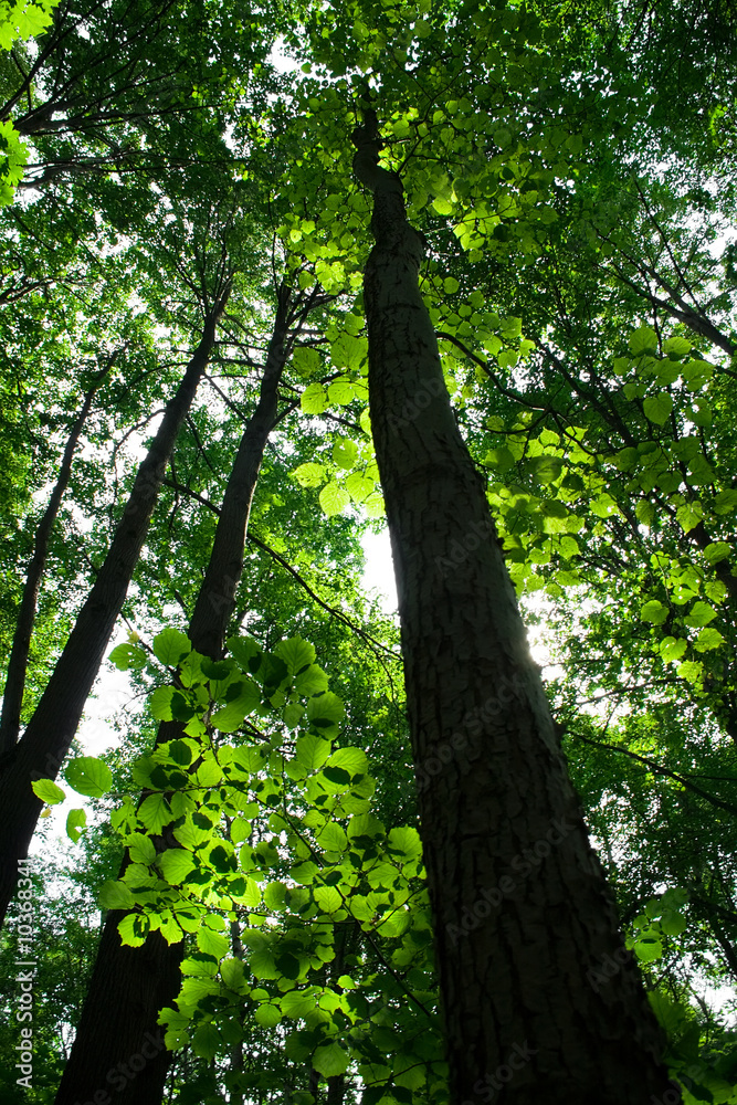 Fototapeta premium A sunny day in green forest with high trees