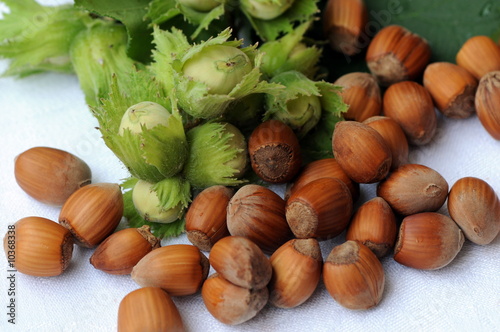 nocciolo photo