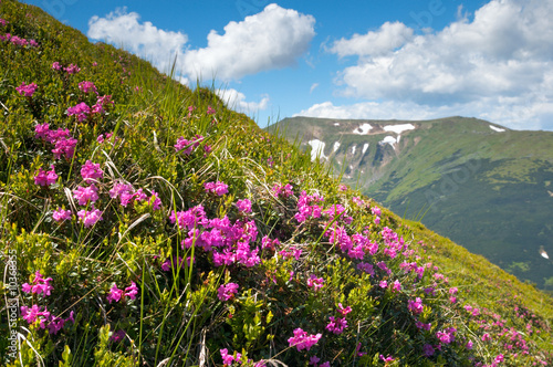 Fototapeta Pink rhododendron flowers on summer mountainside