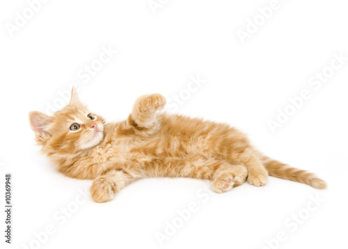 A yellow kitten plays while on its back on a white background