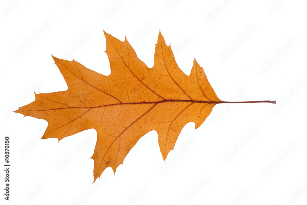 Fototapeta premium dry oak leaf, photo on the white background