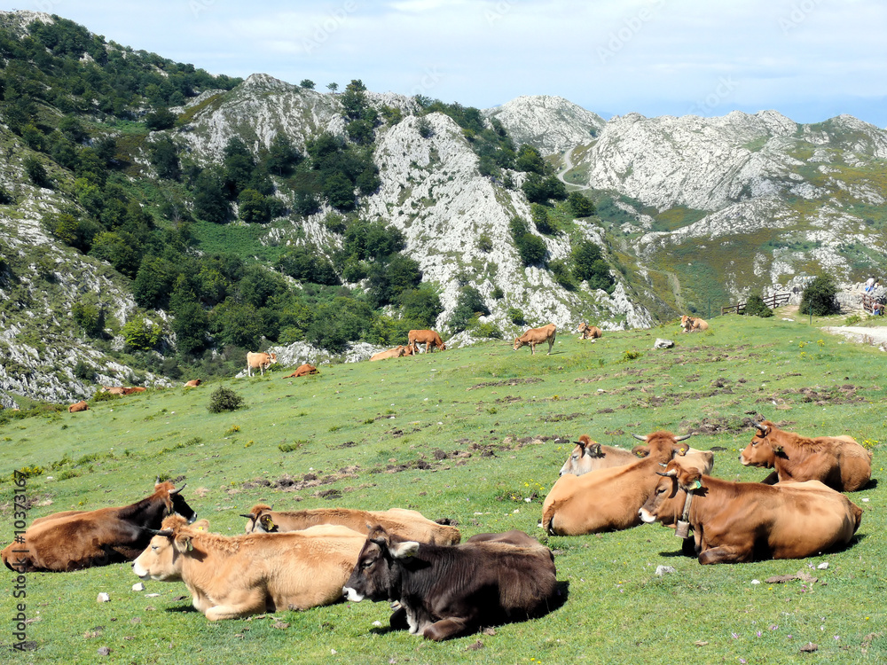 Fototapeta premium Picos de Europa 05 2009