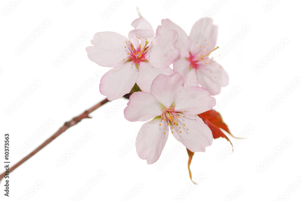 Naklejka premium Sakura spring blossoms over white