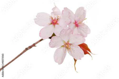 Sakura spring blossoms over white