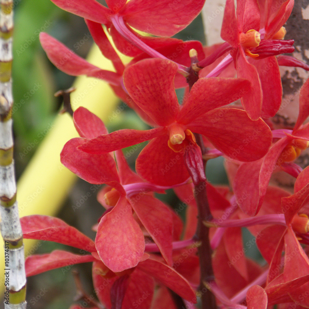 orchidée rouge orchidée rouge
