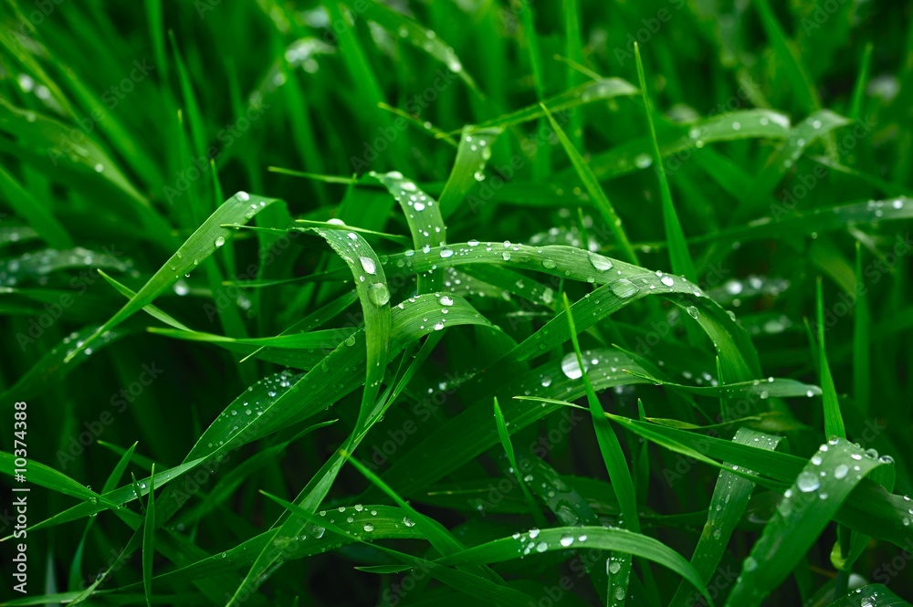 Green grass with drops of water after a rain Green grass with drops of water after a rain