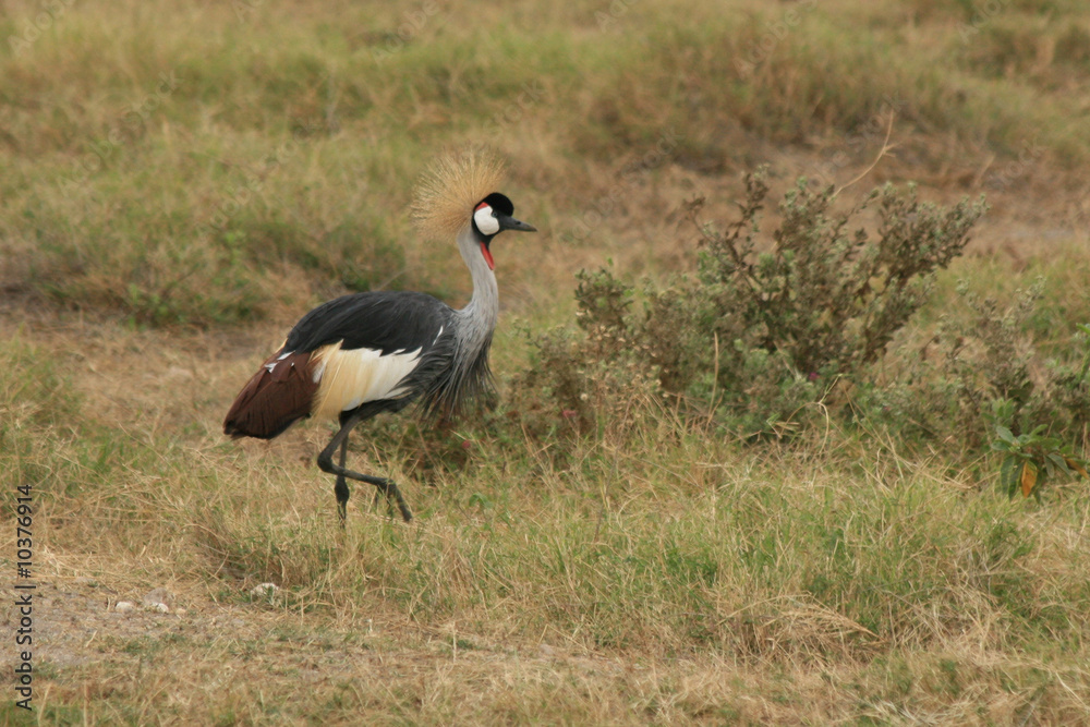 A photo of a colourful african bird standing in some grass