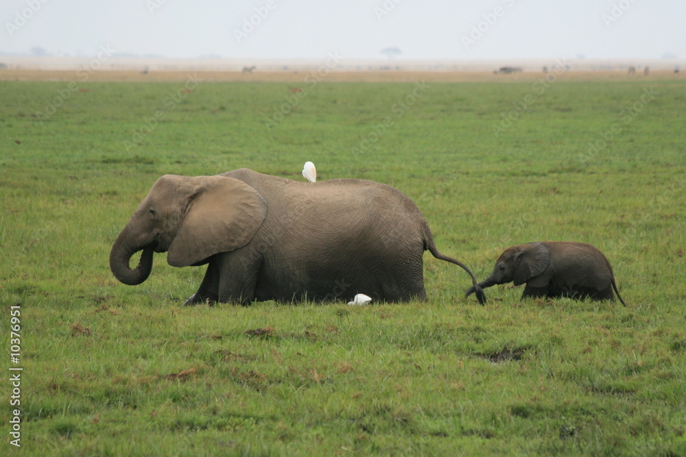 A photo of an African elephant in the wild