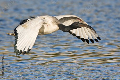 African Sacred Ibis in flight over water photo