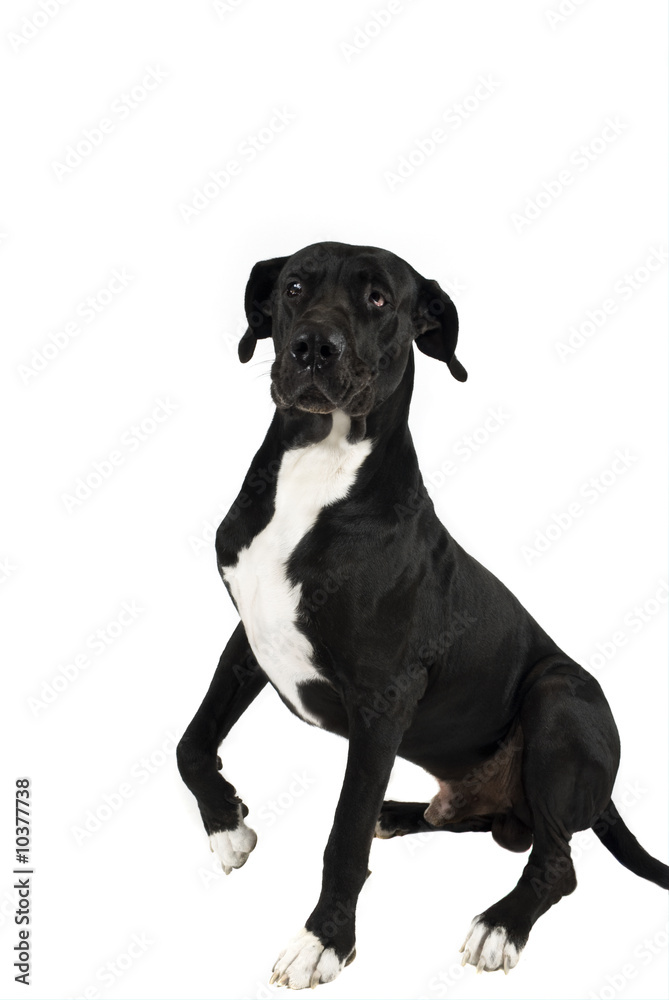 Great dane pose for camera Great dane pose for camera