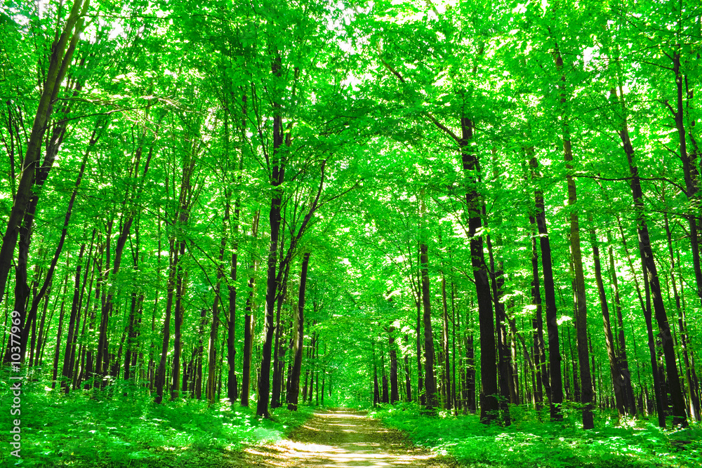Obraz premium nature. green forest in summer