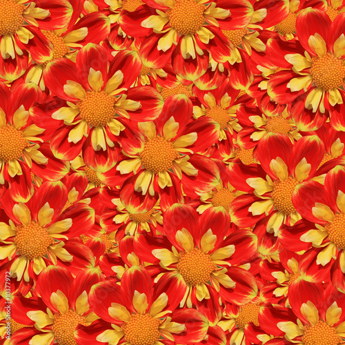 Bouquet of red and yellow Dahlia flowers