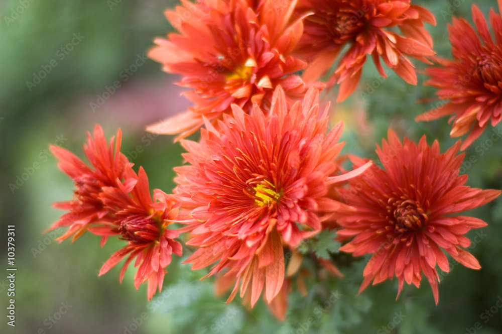 red chrysanthemum red chrysanthemum
