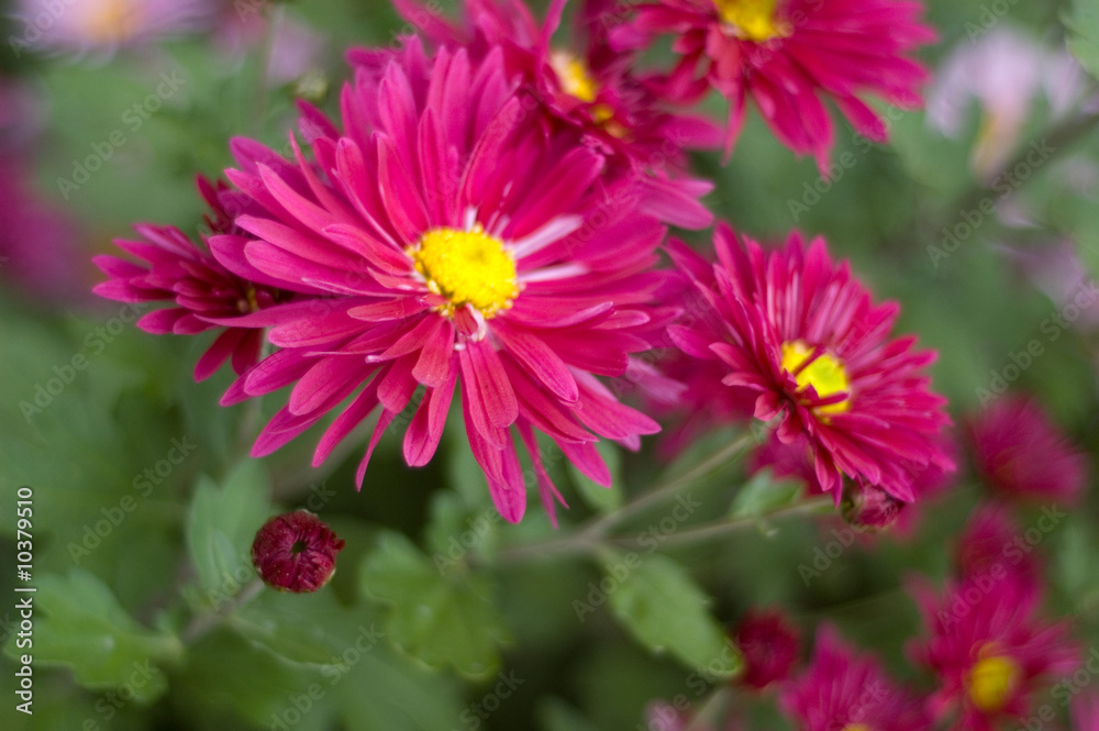 pink chrysanthemum pink chrysanthemum