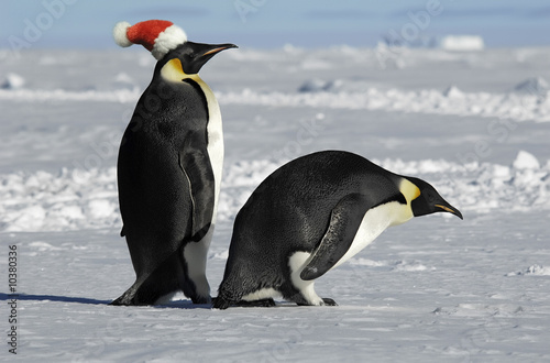 Antarctic penguin pair on Xmas