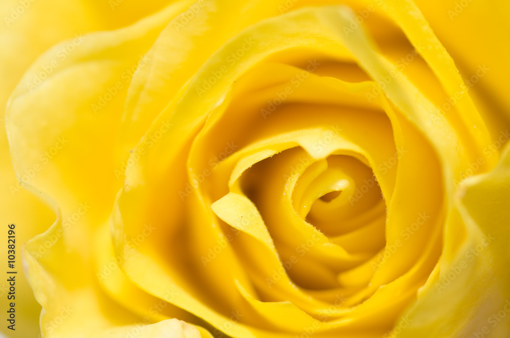 Yellow rose Yellow rose