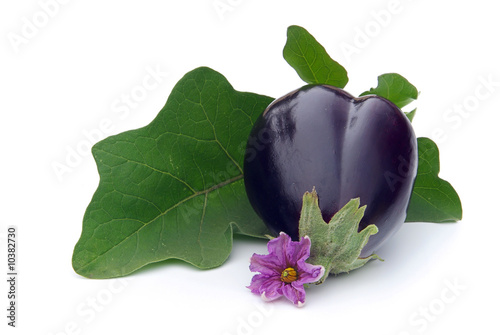 Aubergine 05