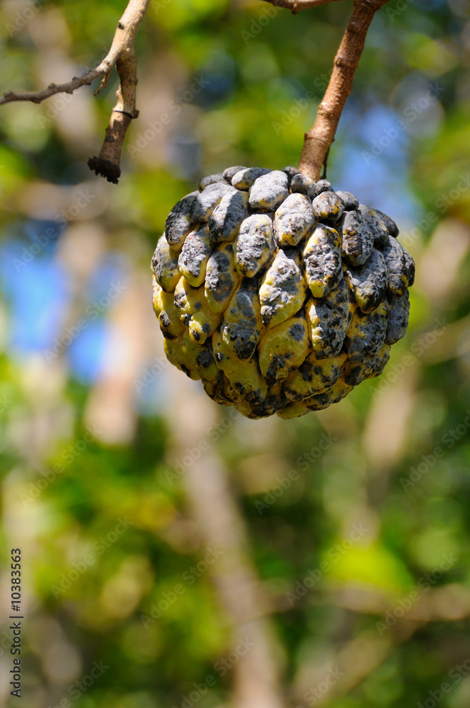 Detail of textured tropical fruit hanging from tree -