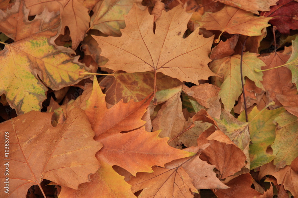 feuilles mortes de platane